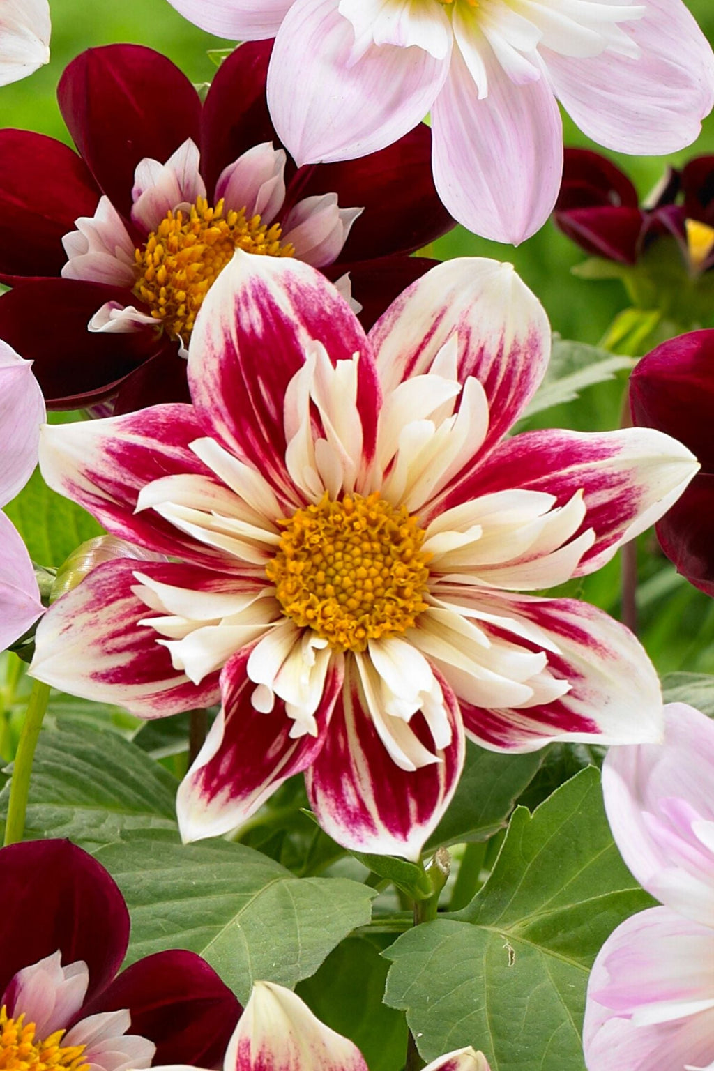 Lot De 3 Dahlias Favorite Ballet – Plante D’Extérieur