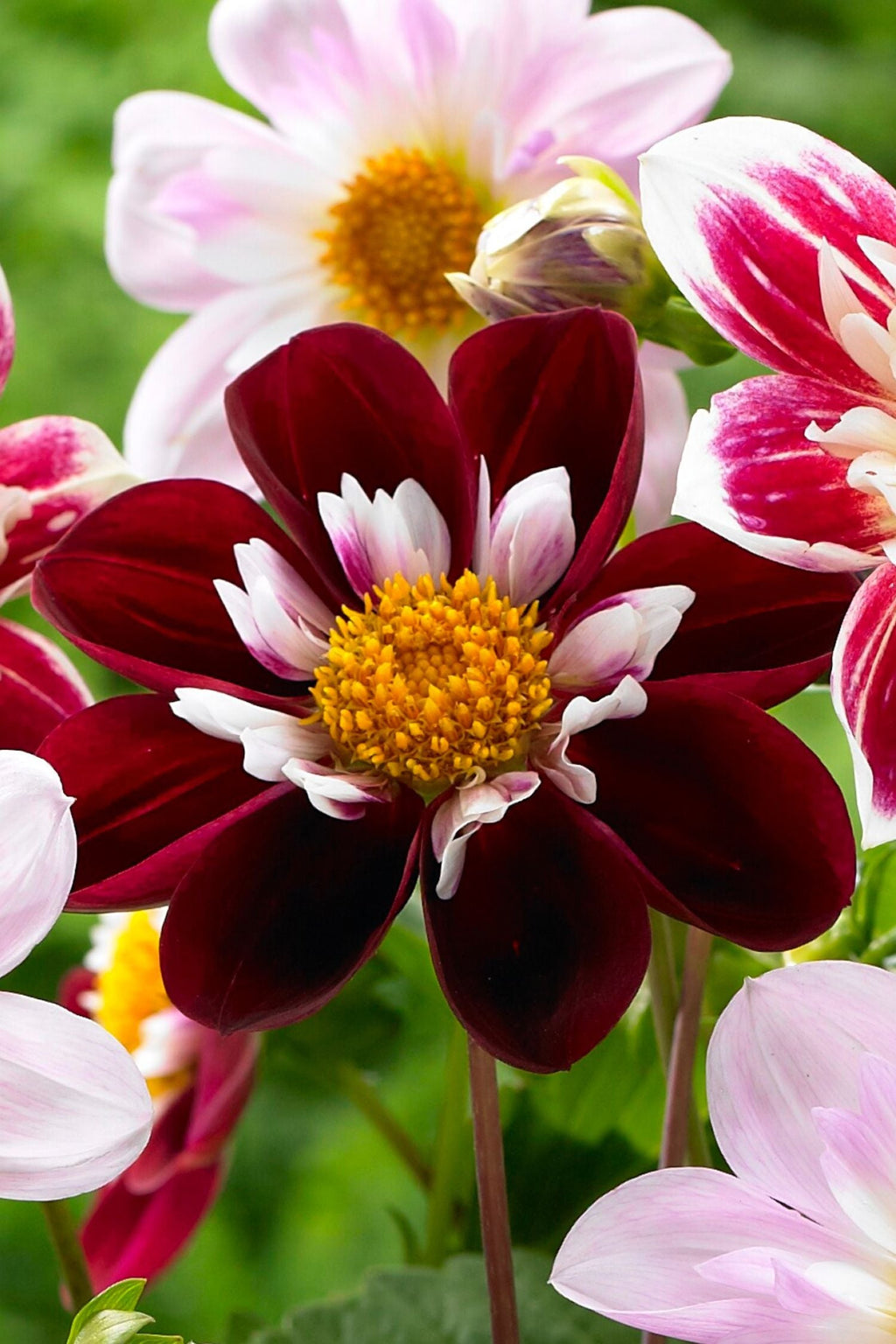 Lot De 3 Dahlias Favorite Ballet – Plante D’Extérieur