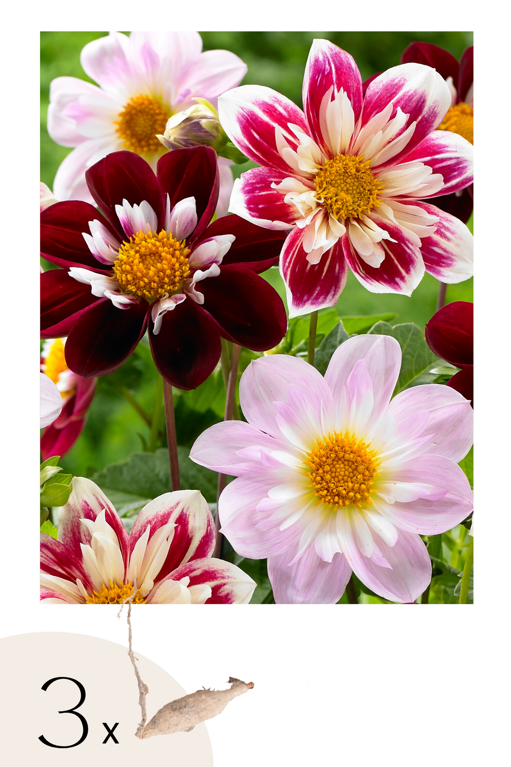 Lot De 3 Dahlias Favorite Ballet – Plante D’Extérieur