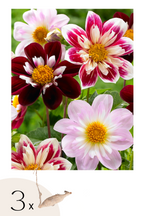 Lot De 3 Dahlias Favorite Ballet – Plante D’Extérieur
