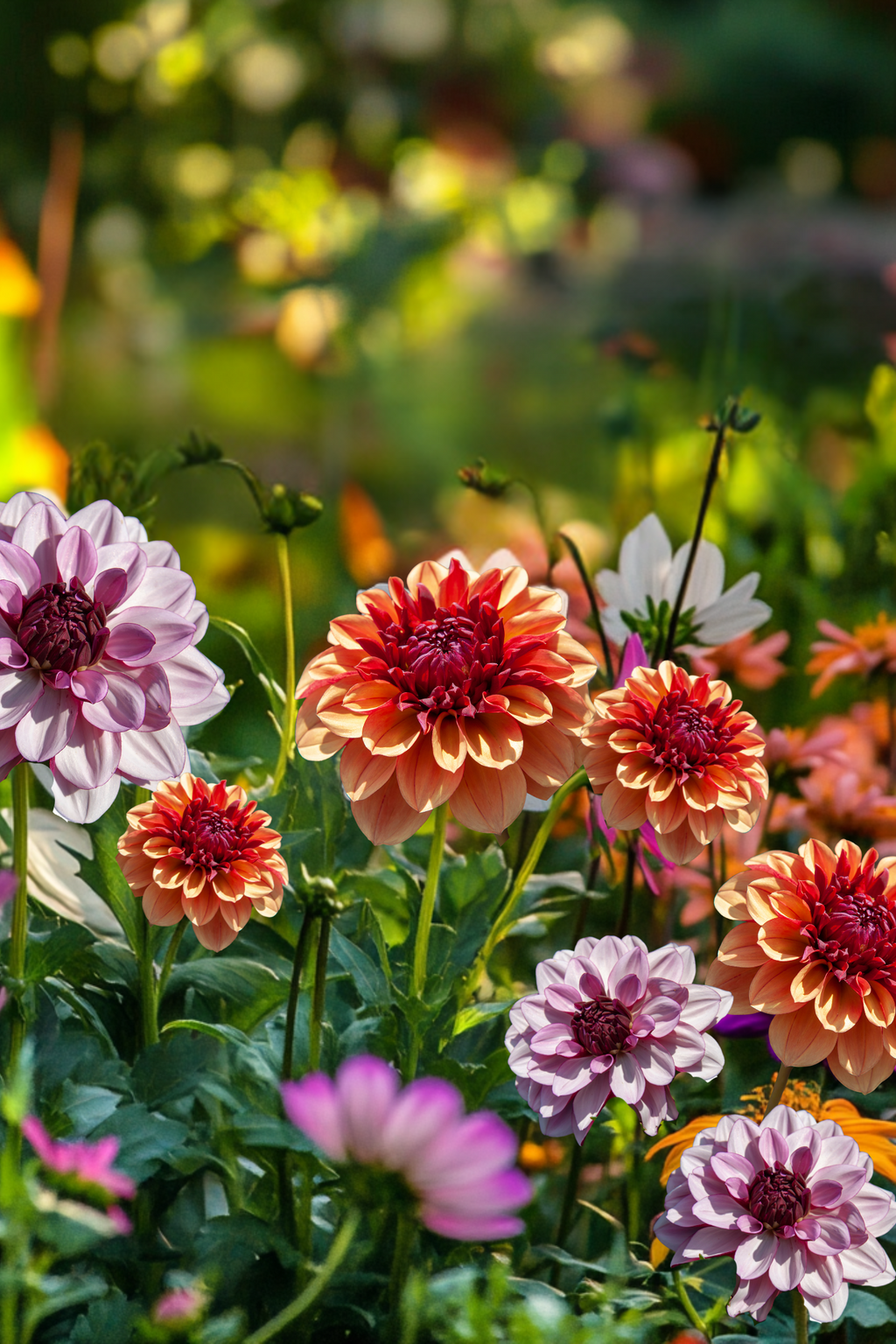 Lot De 3 Dahlias Sweet & Honey – Plante D’Extérieur