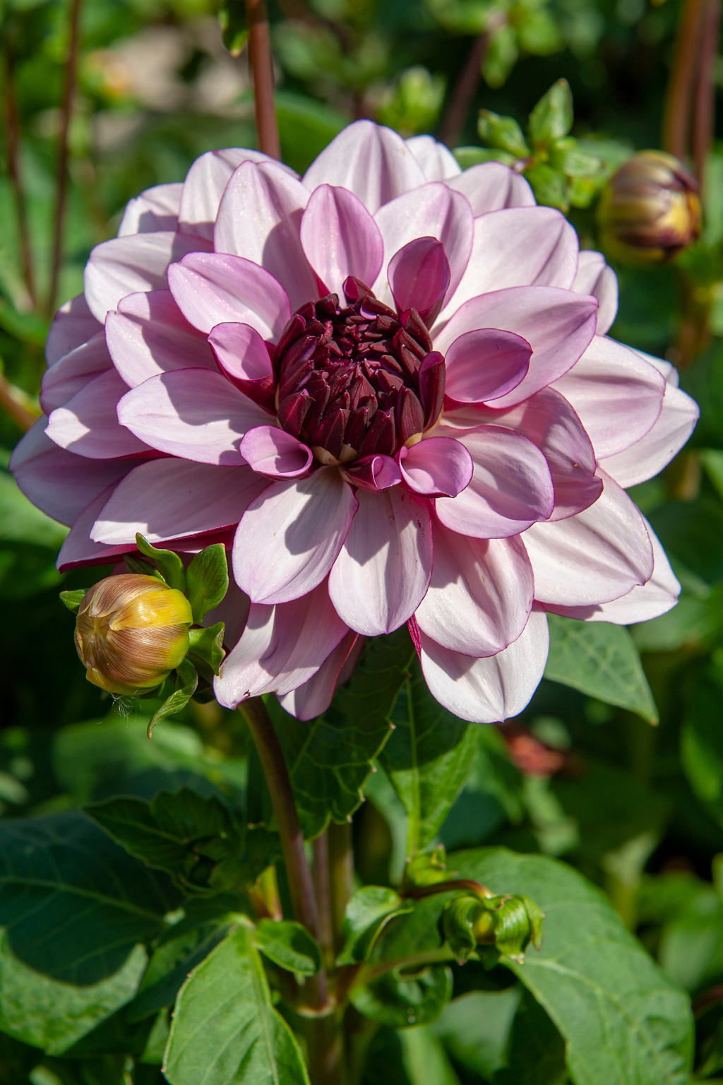 Lot De 3 Dahlias Sweet & Honey – Plante D’Extérieur