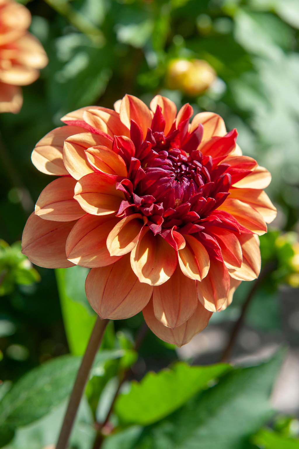 Lot De 3 Dahlias Sweet & Honey – Plante D’Extérieur