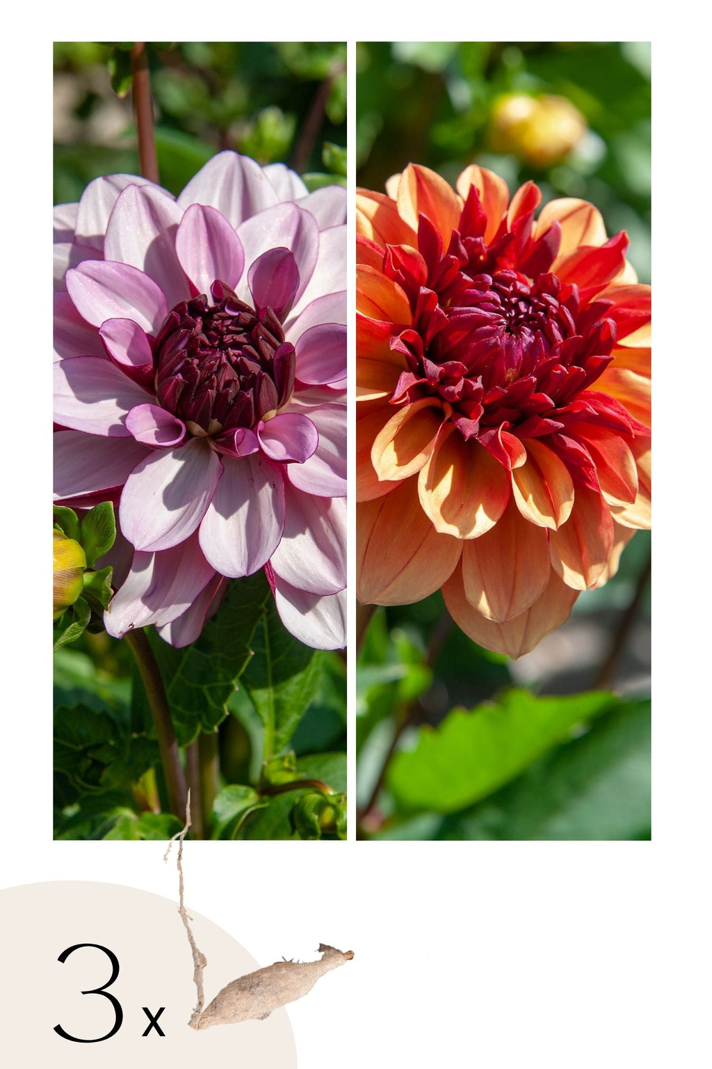Lot De 3 Dahlias Sweet & Honey – Plante D’Extérieur