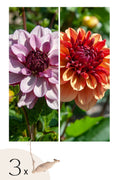Lot De 3 Dahlias Sweet & Honey – Plante D’Extérieur