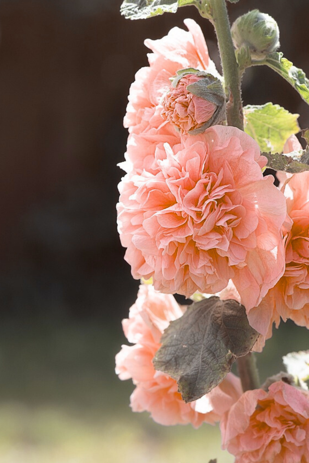 Lot De 6 Racines D’Alcea ‘Peaches ’N Dreams’ – Plante D’Extérieur