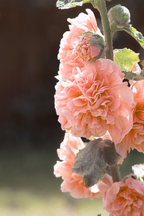 Lot De 6 Racines D’Alcea ‘Peaches ’N Dreams’ – Plante D’Extérieur