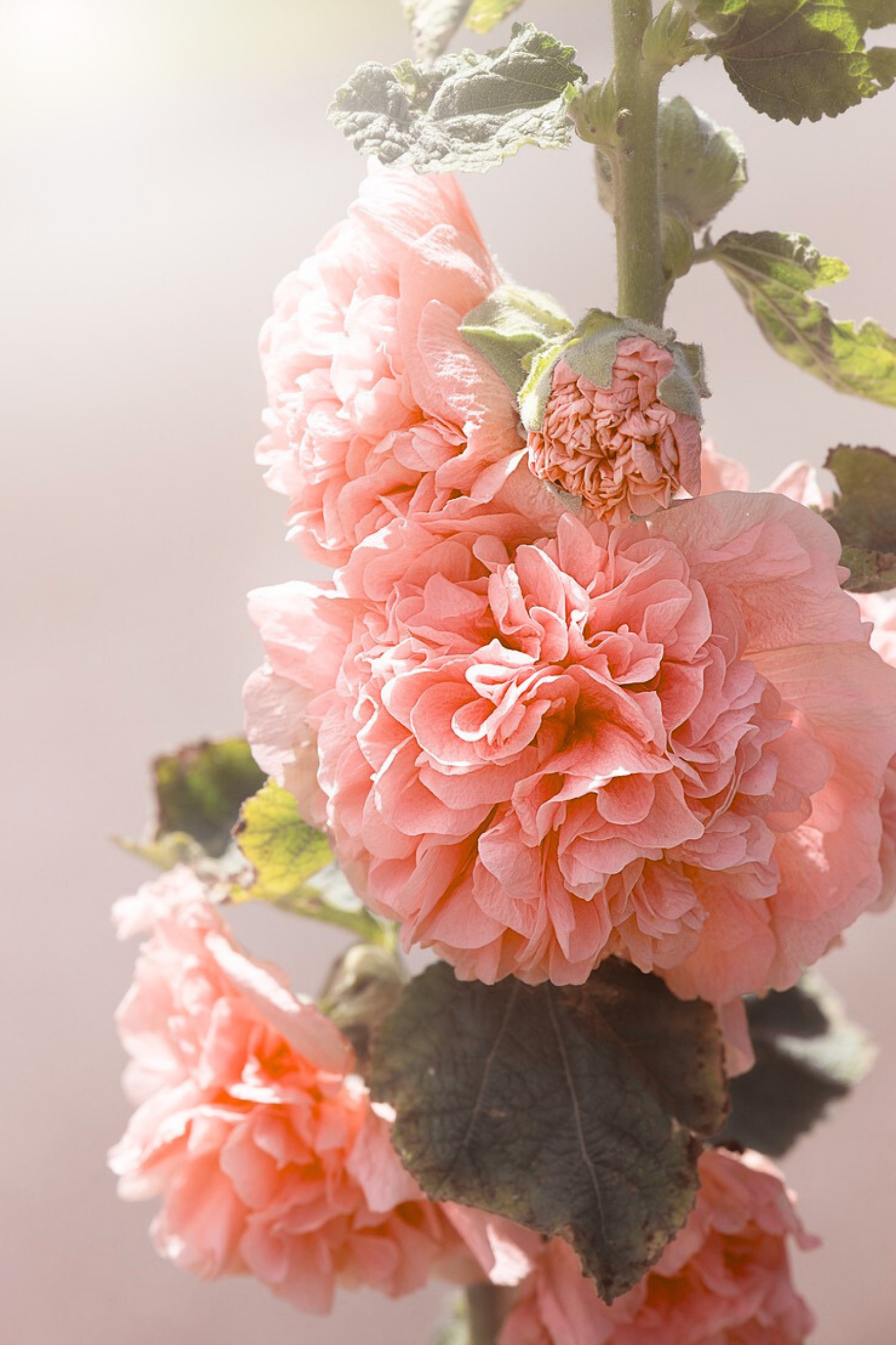 Lot De 6 Racines D’Alcea ‘Peaches ’N Dreams’ – Plante D’Extérieur