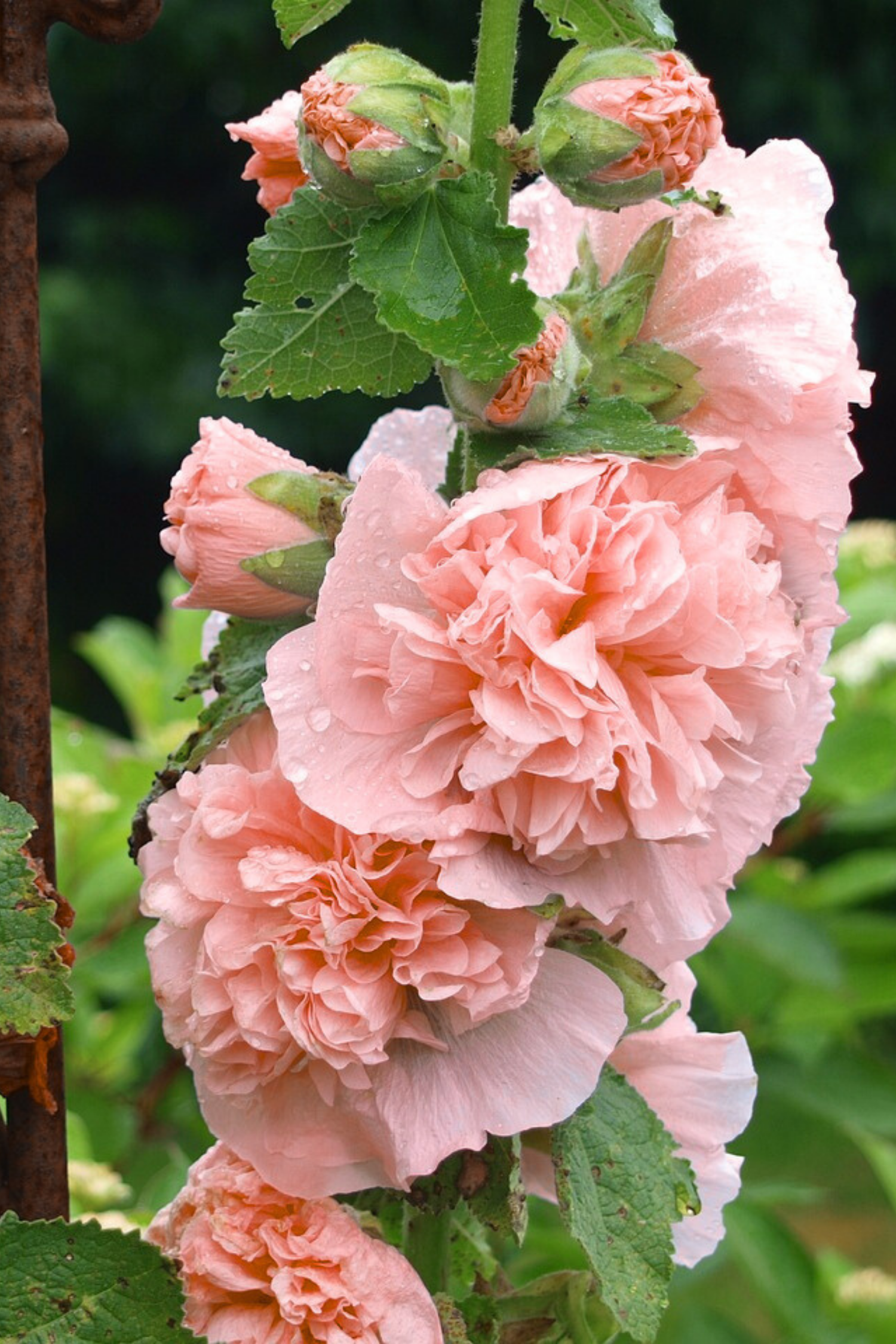 Lot De 6 Racines D’Alcea ‘Peaches ’N Dreams’ – Plante D’Extérieur