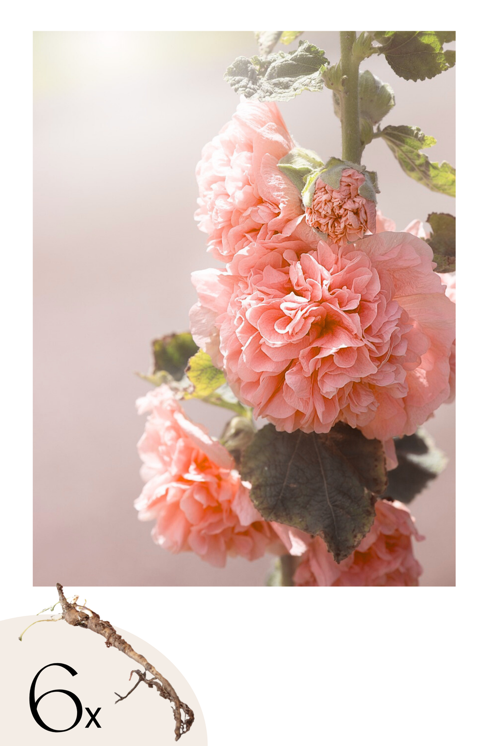 Lot De 6 Racines D’Alcea ‘Peaches ’N Dreams’ – Plante D’Extérieur