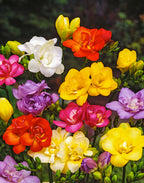 Mélange De 100 Freesias Doubles – Plante D’Extérieur