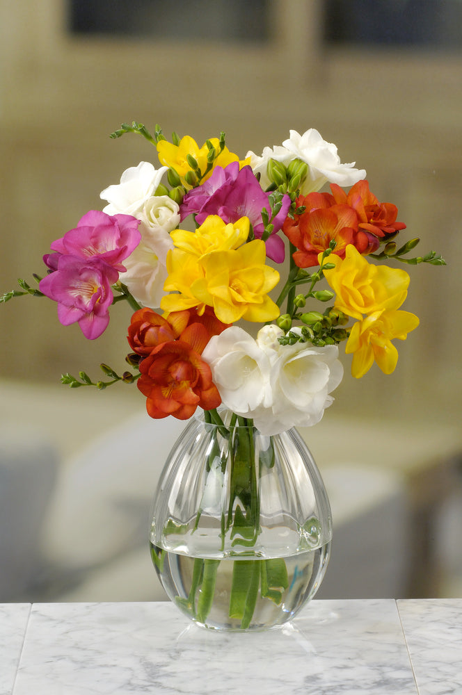 Mélange De 100 Freesias Doubles – Plante D’Extérieur