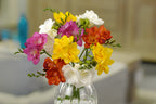 Mélange De 100 Freesias Doubles – Plante D’Extérieur