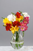 Mélange De 100 Freesias Doubles – Plante D’Extérieur