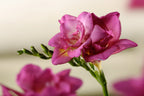 Mélange De 100 Freesias Doubles – Plante D’Extérieur
