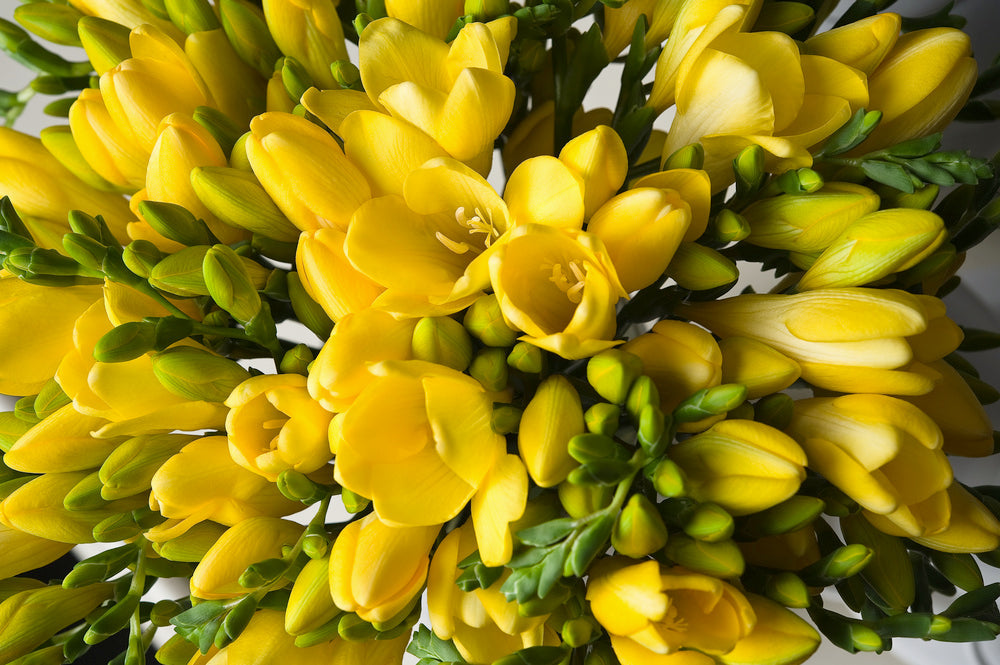 Mélange De 100 Freesias Doubles – Plante D’Extérieur