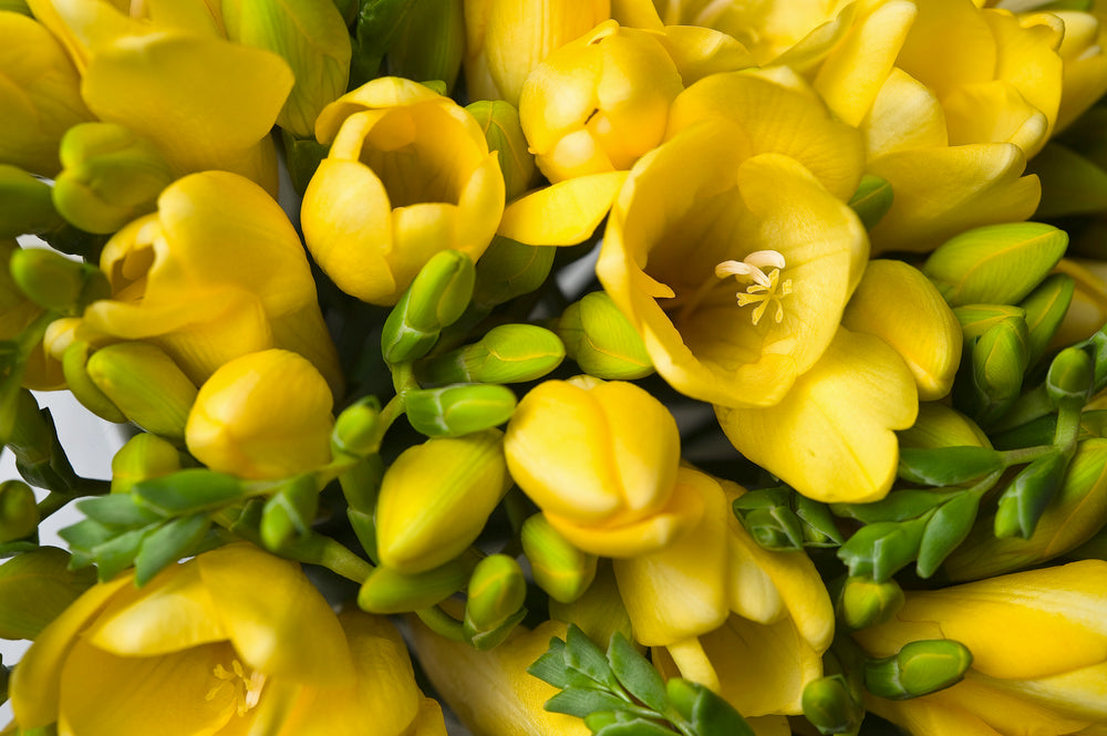 Mélange De 100 Freesias Doubles – Plante D’Extérieur