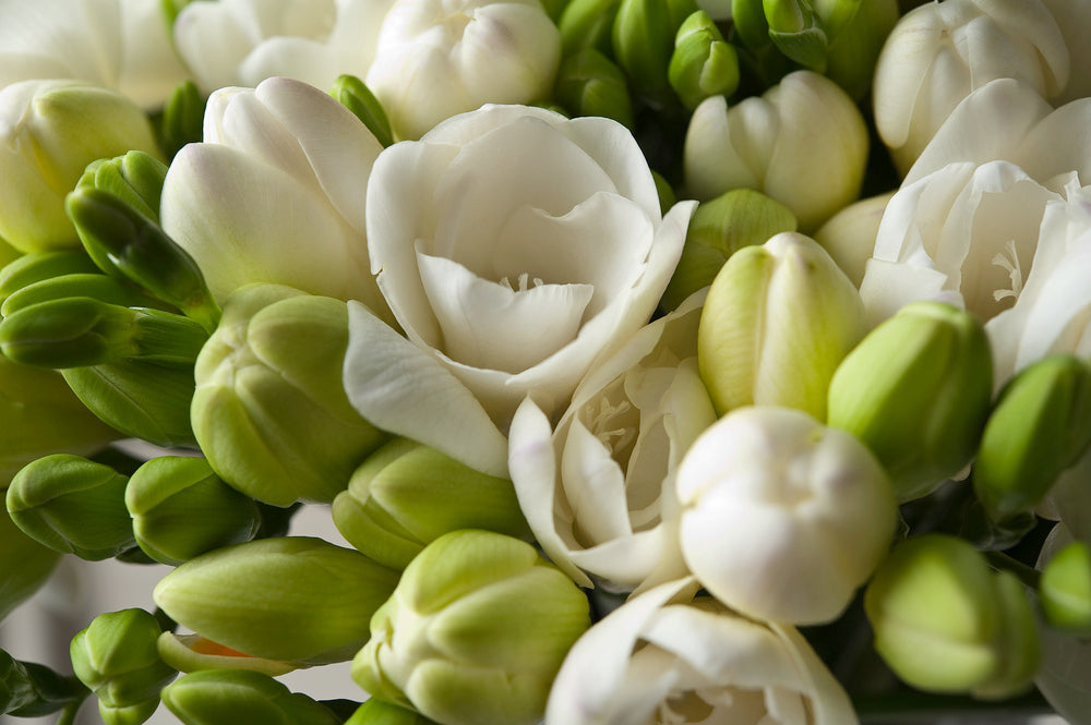 Mélange De 100 Freesias Doubles – Plante D’Extérieur