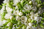 Mélange De 100 Freesias Doubles – Plante D’Extérieur