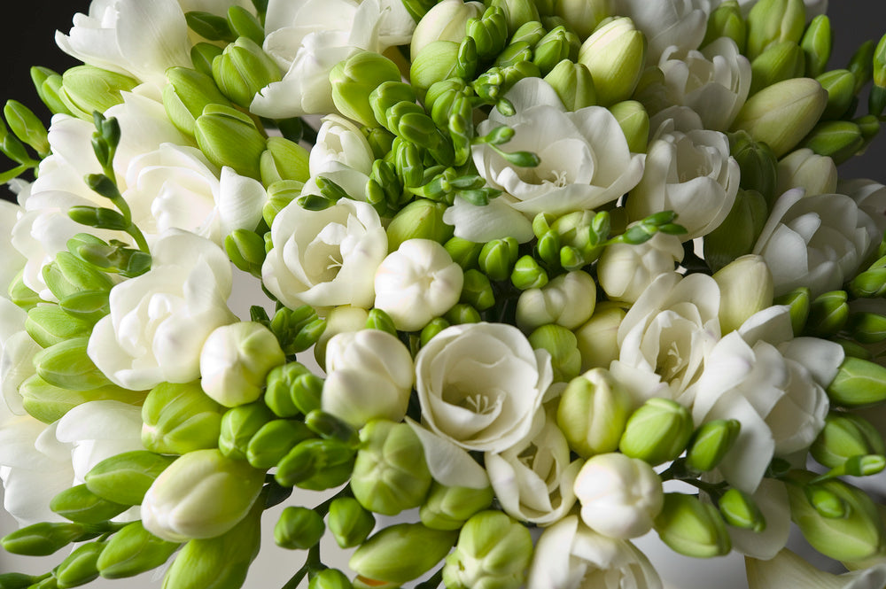 Mélange De 100 Freesias Doubles – Plante D’Extérieur
