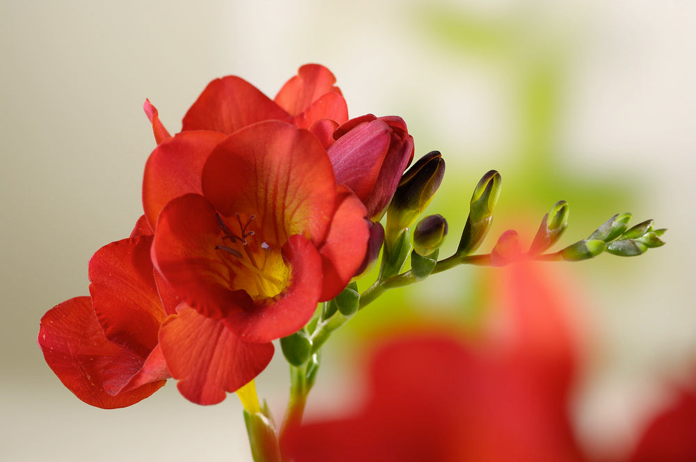 Mélange De 100 Freesias Doubles – Plante D’Extérieur