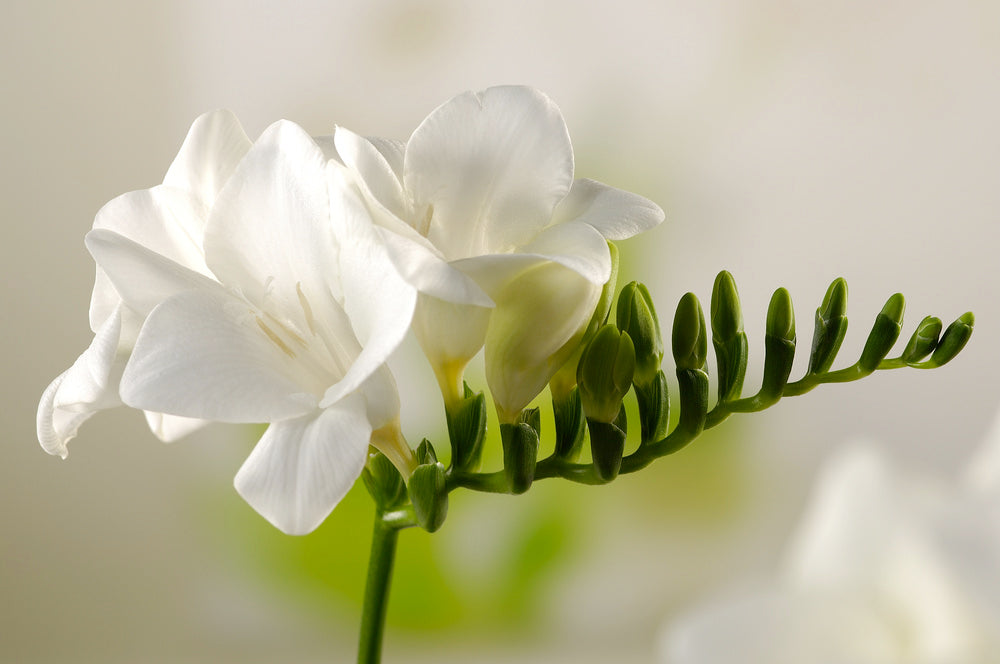 Mélange De 100 Freesias Doubles – Plante D’Extérieur