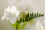 Mélange De 100 Freesias Doubles – Plante D’Extérieur