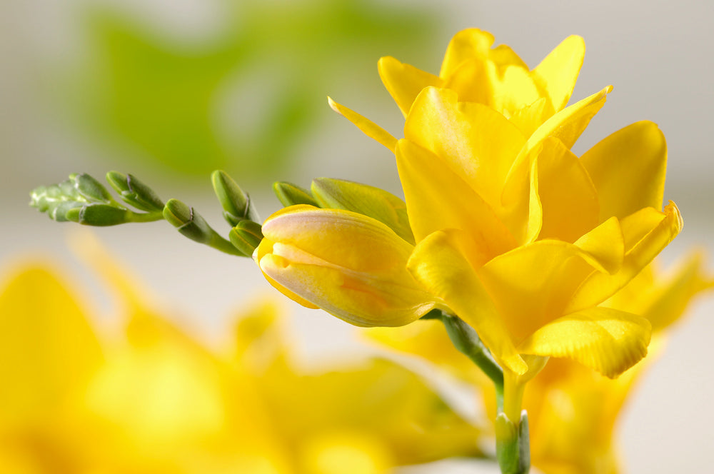Mélange De 100 Freesias Doubles – Plante D’Extérieur