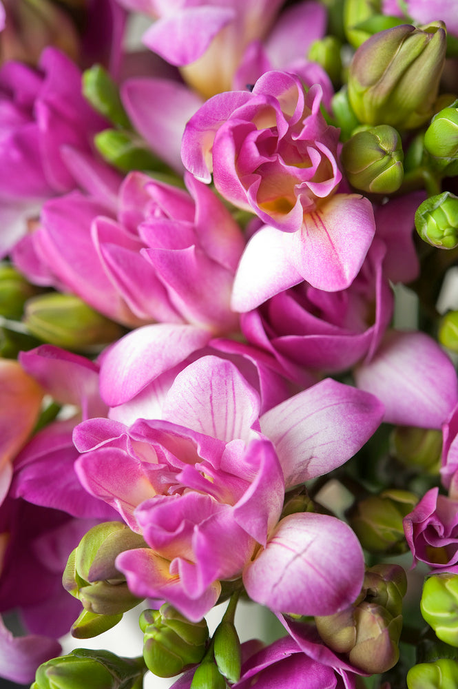 Mélange De 100 Freesias Doubles – Plante D’Extérieur