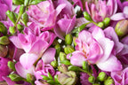 Mélange De 100 Freesias Doubles – Plante D’Extérieur