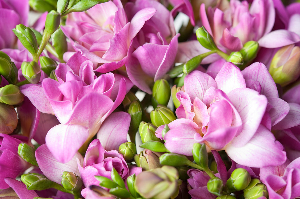 Mélange De 100 Freesias Doubles – Plante D’Extérieur