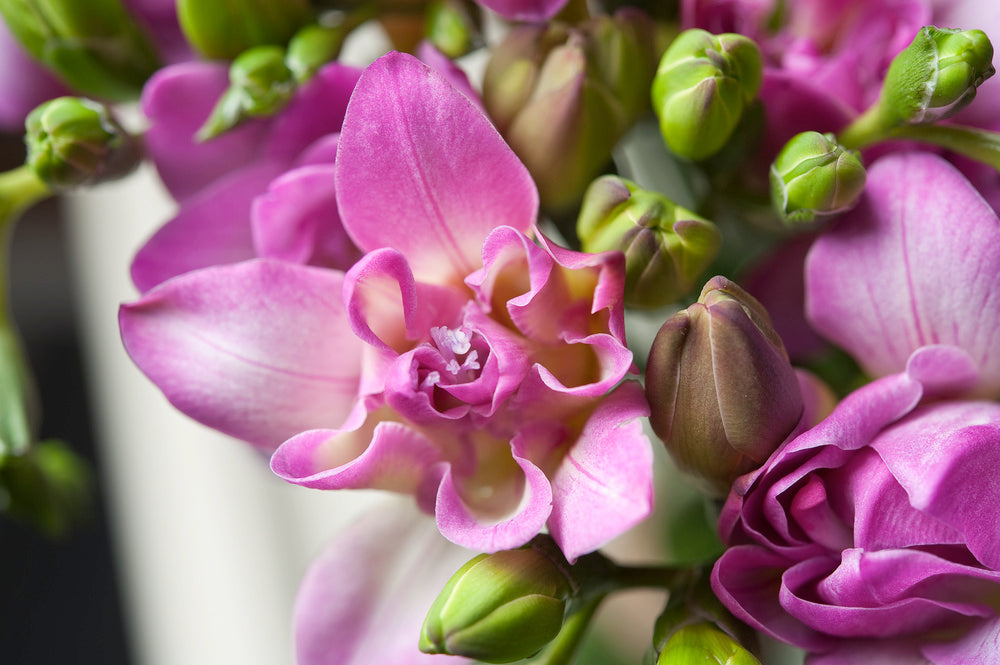 Mélange De 100 Freesias Doubles – Plante D’Extérieur