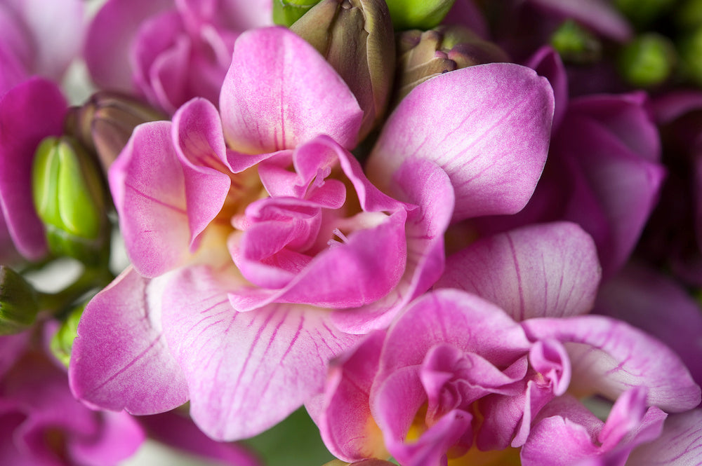 Mélange De 100 Freesias Doubles – Plante D’Extérieur