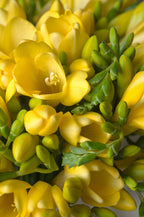 Mélange De 100 Freesias Doubles – Plante D’Extérieur