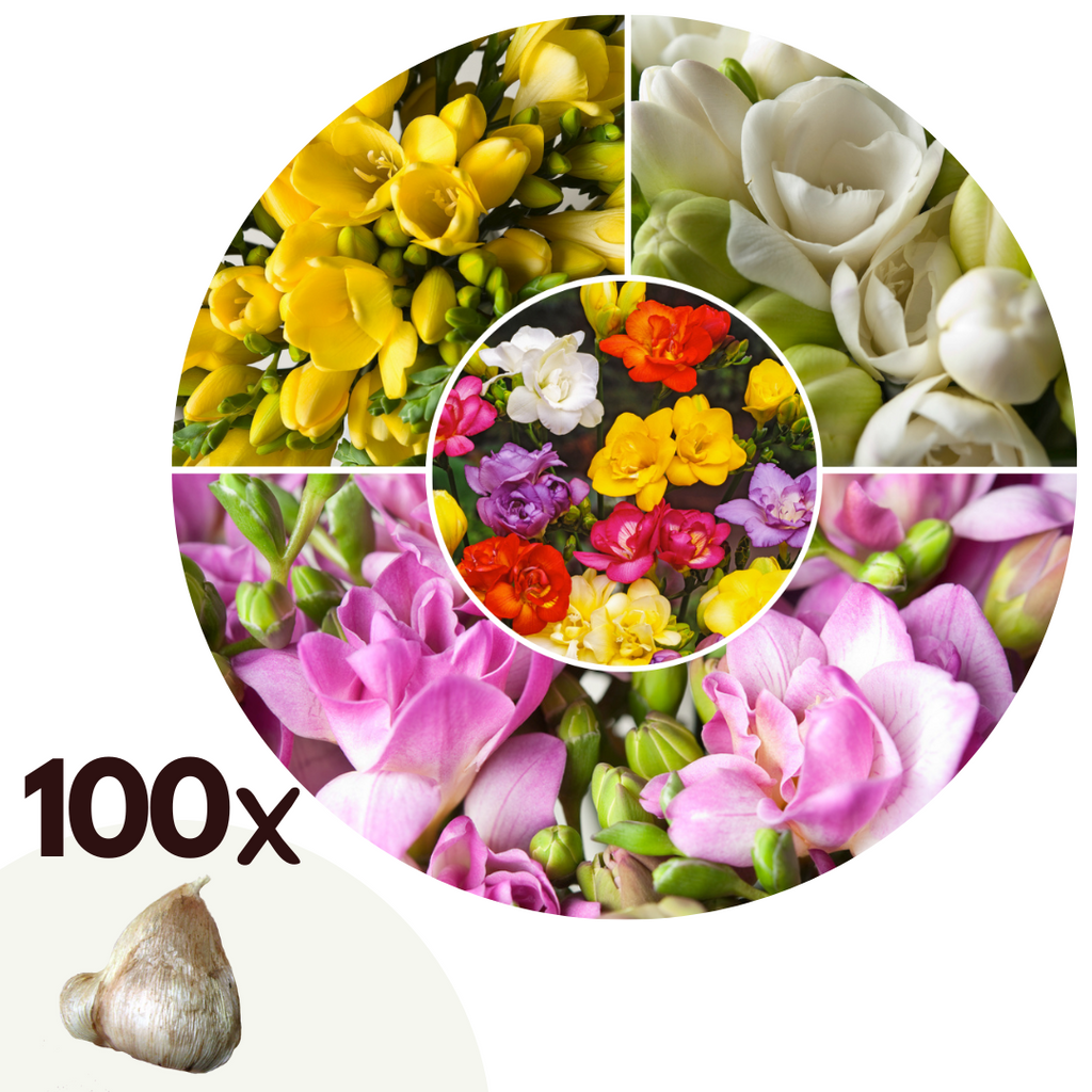 Mélange De 100 Freesias Doubles – Plante D’Extérieur