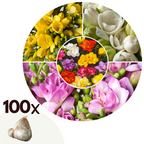Mélange De 100 Freesias Doubles – Plante D’Extérieur