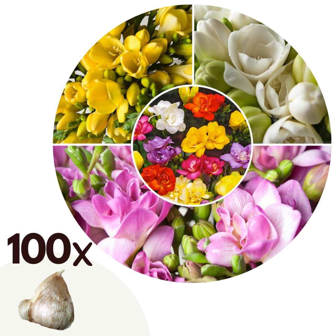 Mélange De 100 Freesias Doubles – Plante D’Extérieur