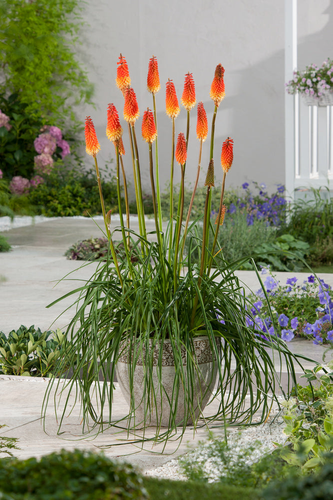 Lot De 3 Racines De Tritoma Kniphofia ‘Alcazar’ – Plante D’Extérieur