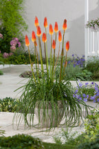 Lot De 3 Racines De Tritoma Kniphofia ‘Alcazar’ – Plante D’Extérieur