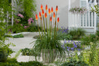 Lot De 3 Racines De Tritoma Kniphofia ‘Alcazar’ – Plante D’Extérieur