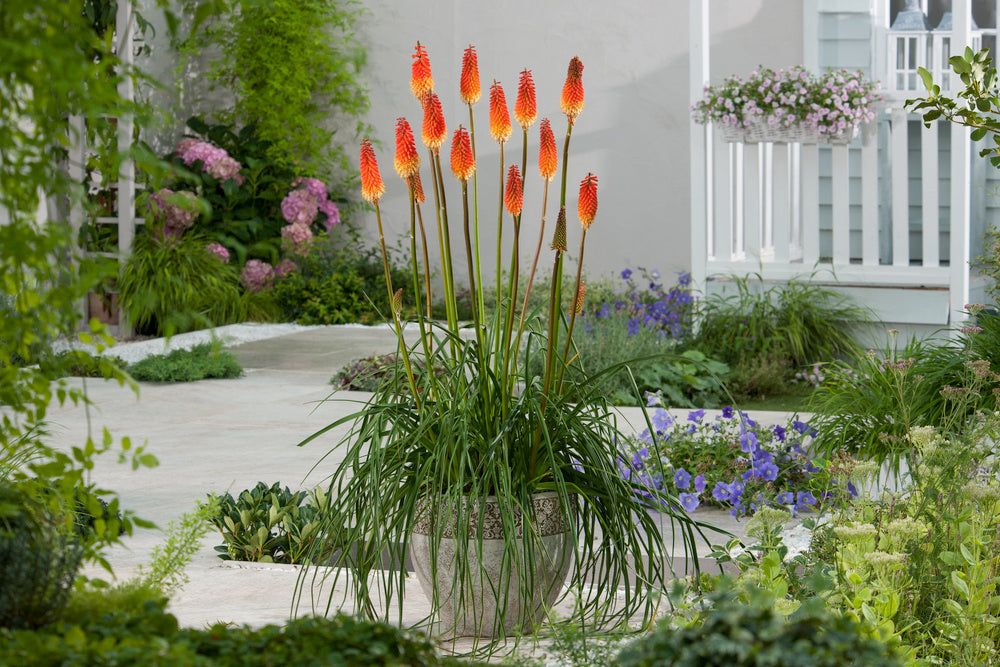 Lot De 3 Racines De Tritoma Kniphofia ‘Alcazar’ – Plante D’Extérieur