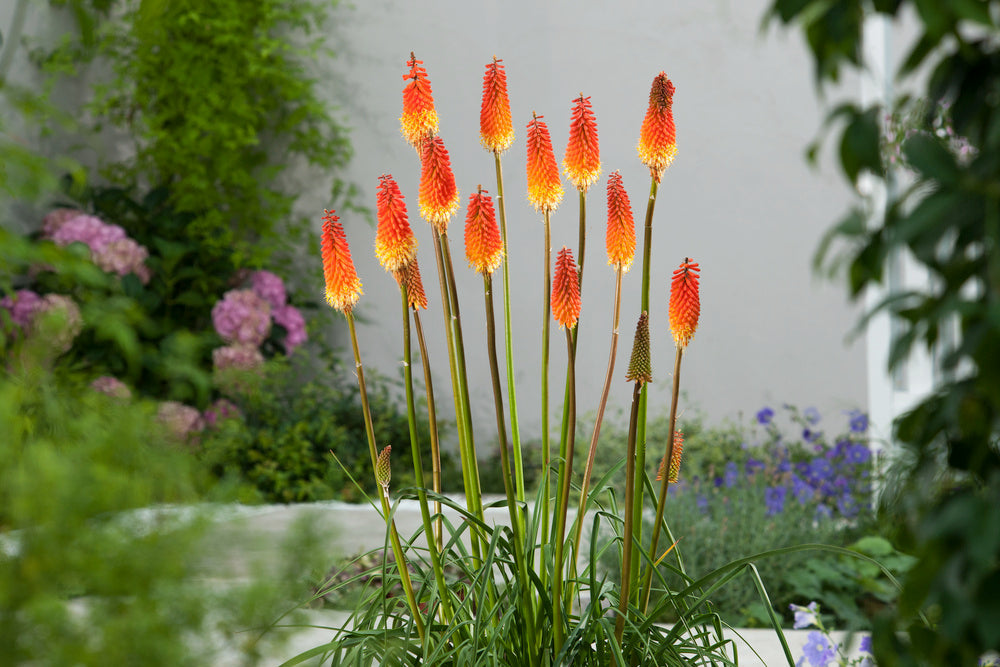 Lot De 3 Racines De Tritoma Kniphofia ‘Alcazar’ – Plante D’Extérieur