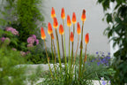 Lot De 3 Racines De Tritoma Kniphofia ‘Alcazar’ – Plante D’Extérieur