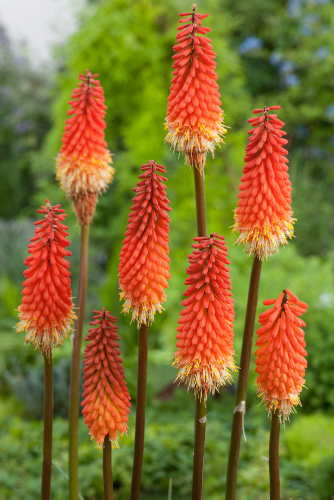 Lot De 3 Racines De Tritoma Kniphofia ‘Alcazar’ – Plante D’Extérieur