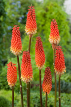 Lot De 3 Racines De Tritoma Kniphofia ‘Alcazar’ – Plante D’Extérieur