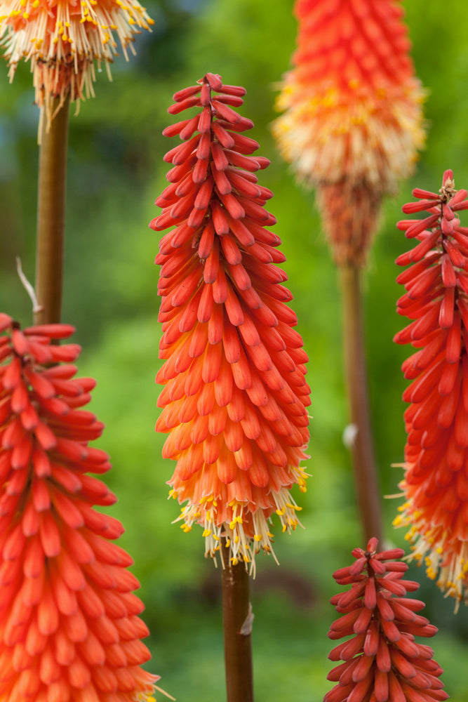 Lot De 3 Racines De Tritoma Kniphofia ‘Alcazar’ – Plante D’Extérieur