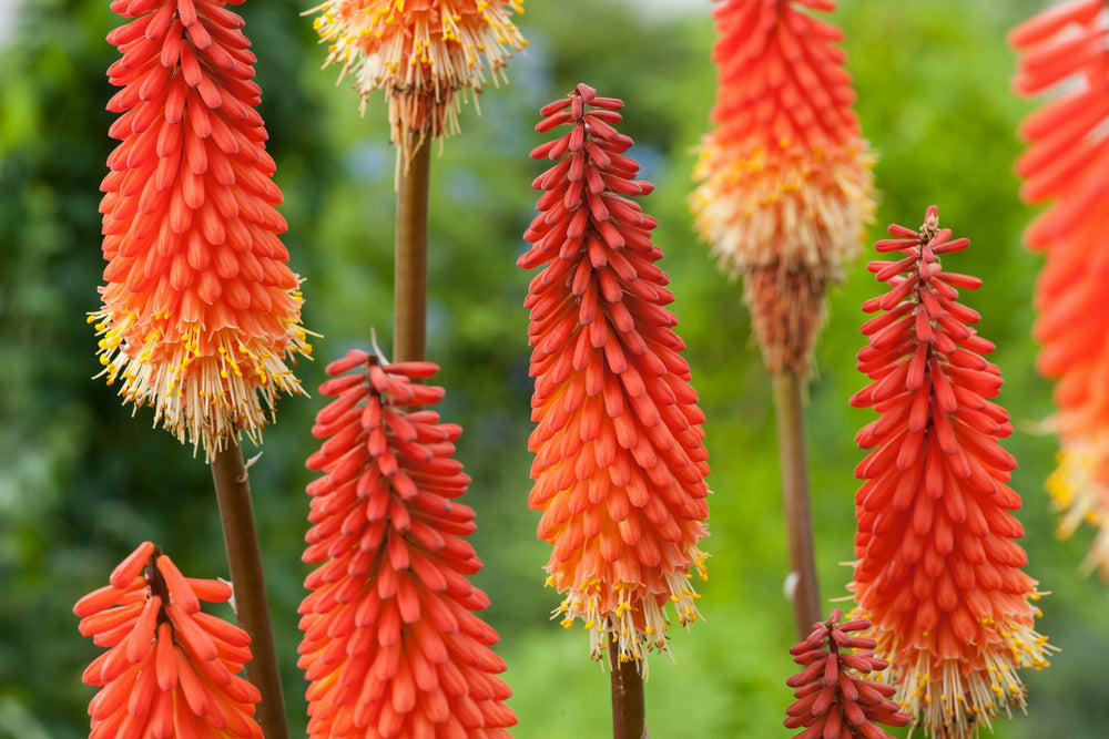 Lot De 3 Racines De Tritoma Kniphofia ‘Alcazar’ – Plante D’Extérieur