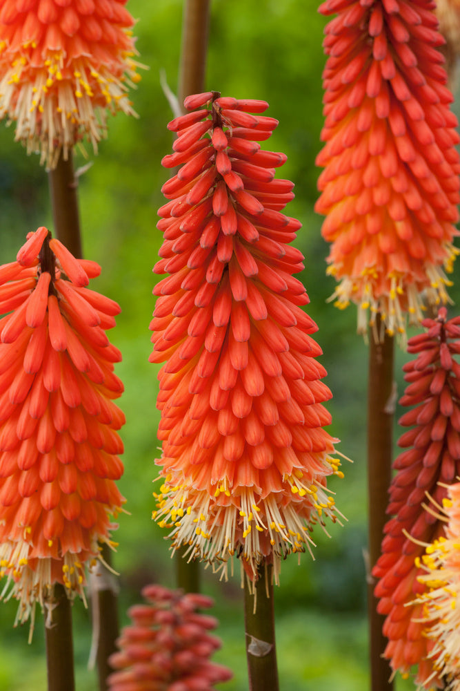 Lot De 3 Racines De Tritoma Kniphofia ‘Alcazar’ – Plante D’Extérieur