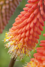 Lot De 3 Racines De Tritoma Kniphofia ‘Alcazar’ – Plante D’Extérieur
