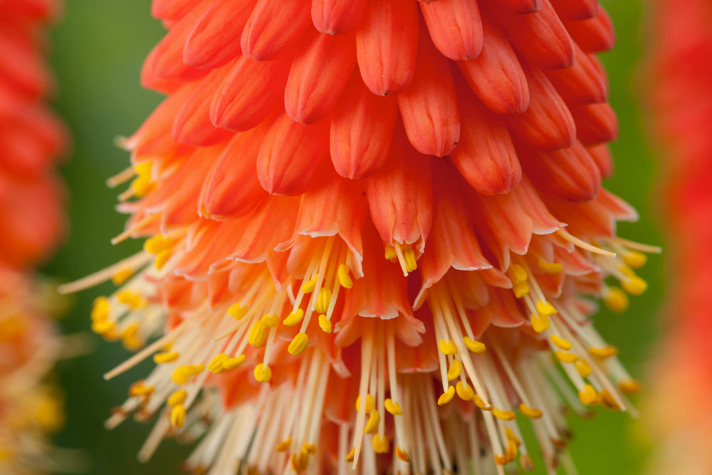 Lot De 3 Racines De Tritoma Kniphofia ‘Alcazar’ – Plante D’Extérieur